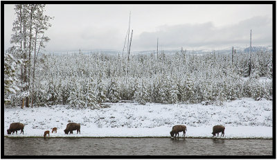 Madison River, Yellowstone National Park