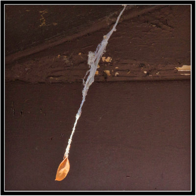 Leaf swinging in the wind at the end of a cobweb