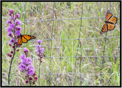 Monarch butterflies seen at Lake Itasca, Minnesota.