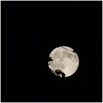 Full moon seen through the trees, Bloomington, Minn., July 31, 2015.