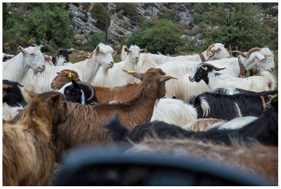Traffic jam, mountains of the island of Crete