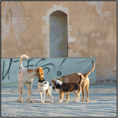 There's a new dog in town, Chania on the island of Crete.