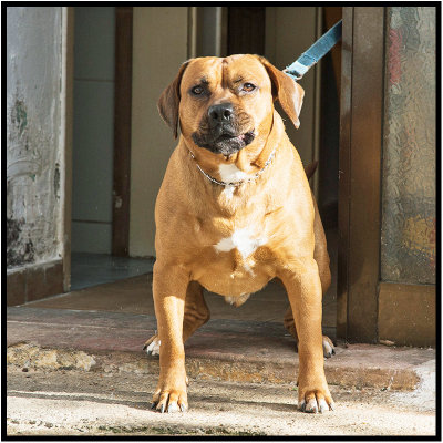 Guarding the front door, Athens