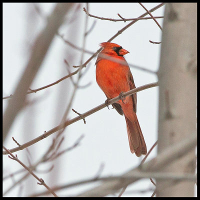 Northern Cardinal today in Bloomington, Minn.
