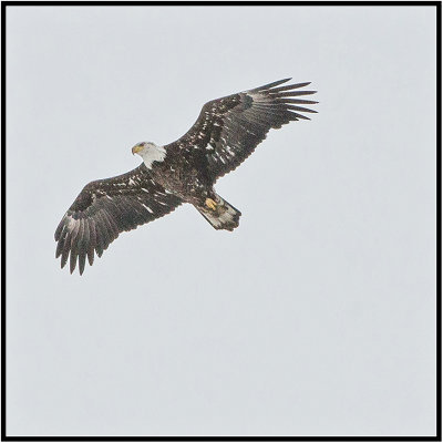 Bald eagle seen today over Bloomington, Minnesota