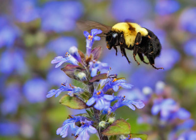 Bumble Bee