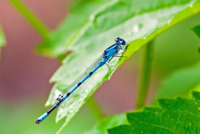Damselfly
