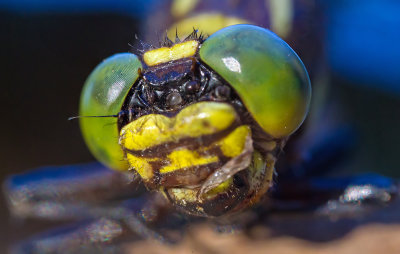 Dragonfly