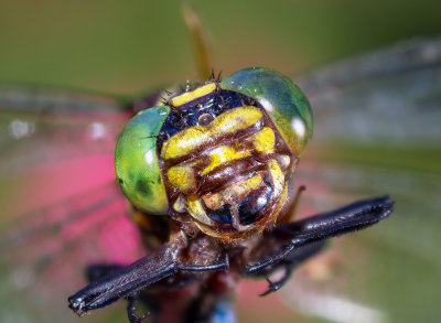 Dragonfly Portrait