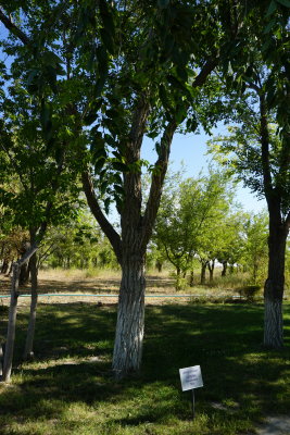 DSC00862.jpg