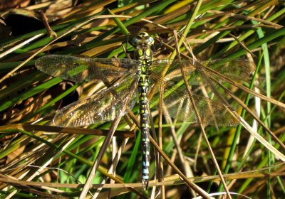 Male Southern Hawker, Felbrigg Park, Norfolk