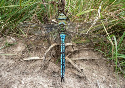 Male Emperor Dragonfly, Felbrigg Park NT, Norfolk