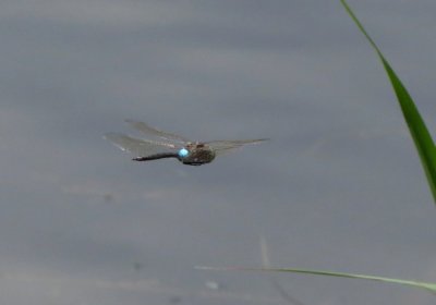 Lesser Emperor, Ormesby Little Broad, Norfolk