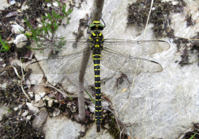 Female Golden-ringed Dragonfly, Beinn Eighe, Loch Maree, Scotland