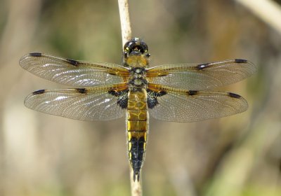 :: Dragonflies UK ::