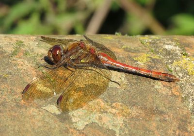 :: Common Darter ::
