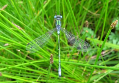 :: Scarce Emerald (Robust Spreadwing) ::