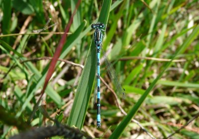Southern Damselfly, New Forest, Hampshire