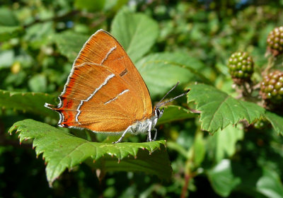 :: Hairstreaks ::