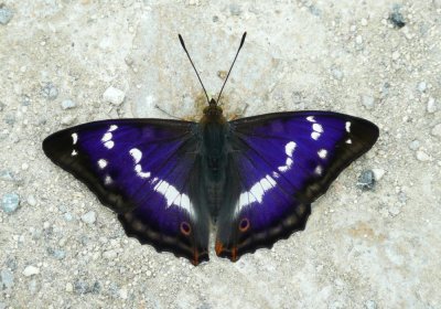 :: Purple Emperor ::