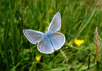 Common Blue, Felbrigg Park, Norfolk