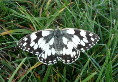 :: Marbled White ::
