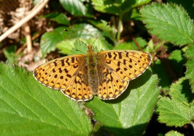 :: Pearl-bordered Fritillary ::