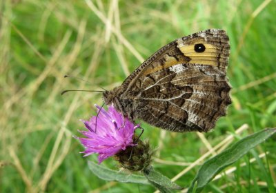 :: Grayling ::