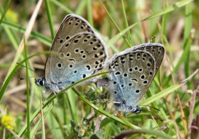 Mating pair of Large Blues, Collard Hill NT, Somerset