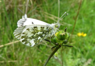 Orange-tip, Felbrigg Park, Norfolk