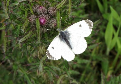 Orange-tip, Felbrigg Park, Norfolk