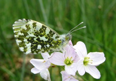 Orange-tip, Felbrigg Park, Norfolk