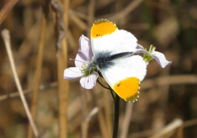 Orange-tip, Felbrigg Park, Norfolk
