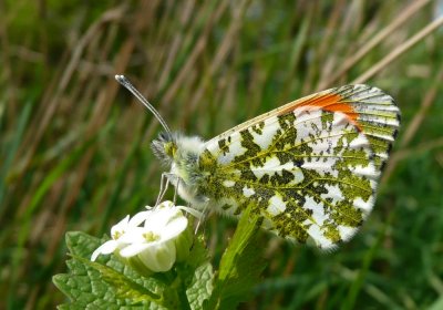 Orange-tip, Felbrigg Park, Norfolk