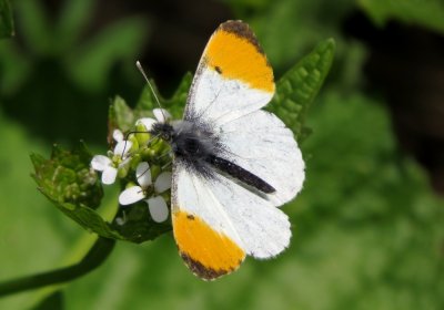 Orange-tip, Felbrigg Park, Norfolk
