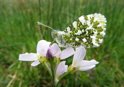 Orange-tip, Felbrigg Park, Norfolk
