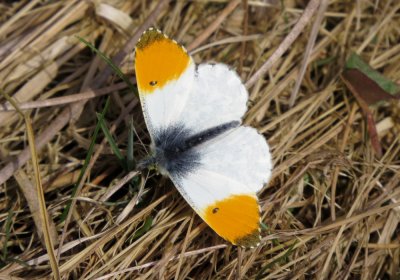 Orange-tip, Felbrigg Park, Norfolk 