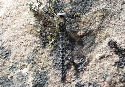 Male Azure Hawker, Bridge of Grudie, Loch Maree, Wester Ross, Scotland