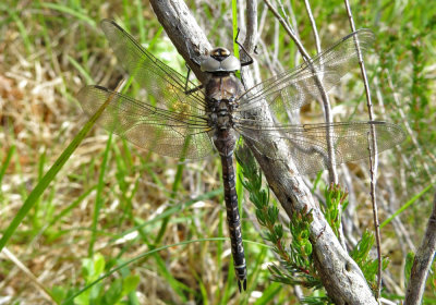 Female Azure Hawker, Bridge of Grudie, Loch Maree, Wester Ross, Scotland