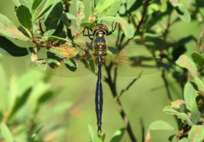 :: Northern Emerald ::