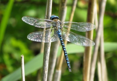 Male Southern Migrant Hawker, Wat Tyler Country Park, Essex