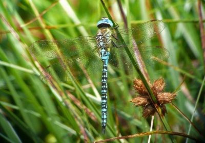 Male Southern Migrant Hawker, Hadleigh Country Park, Essex