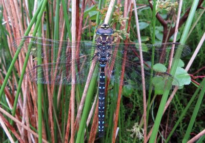 Male Common Hawker, Slatterdale, Loch Maree, Wester Ross, Scotland