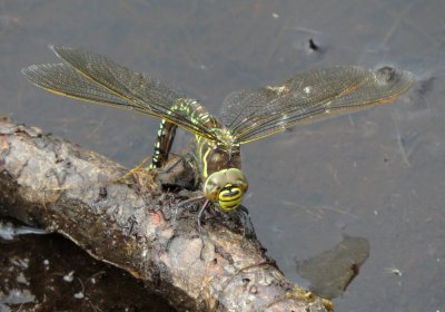 Female Common Hawker egg-laying, Loch Garten, Speyside, Scotland