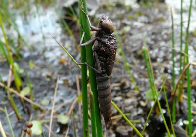 Common Hawker Larva, Winterton North Dunes, Norfolk