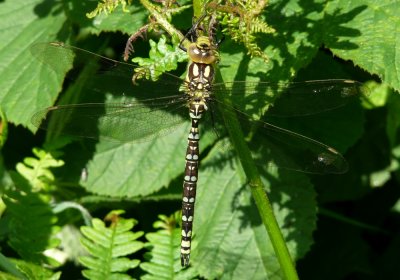 Immature Male Southern Hawker, Felbrigg Park NT, Norfolk