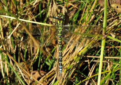 Male Southern Hawker, Felbrigg Park, Norfolk