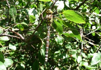 Female Southern Hawker, Felbrigg Park NT, Norfolk