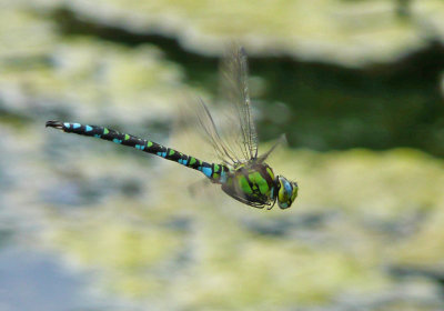 Male Southern Hawker, Hickling Broad NWT, Norfolk