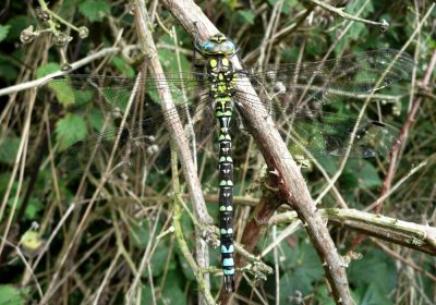 Male Southern Hawker, Trimingham, Norfolk